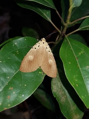 Asota iodamia