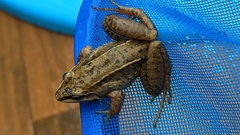 Leptodactylus notoaktites