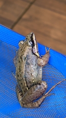 Leptodactylus notoaktites