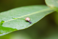Zonitidae