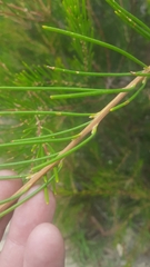 Hakea propinqua