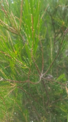 Hakea propinqua