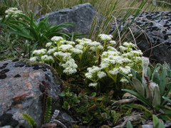 Aciphylla similis