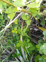 Rubus grabowskii