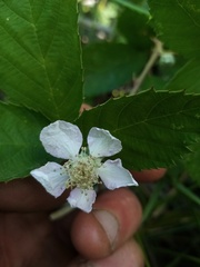 Rubus grabowskii