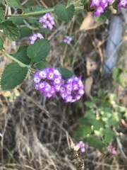 Lantana montevidensis