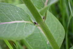 Brachiacantha decempustulata