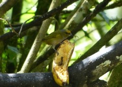 Euphonia xanthogaster