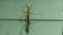 Saicinae