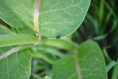 Brachiacantha decempustulata