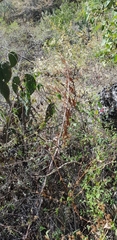Digitacalia jatrophoides