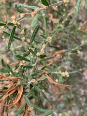 Acacia aspera