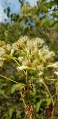 Digitacalia jatrophoides