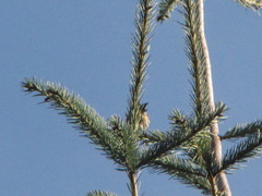 Spinus pinus