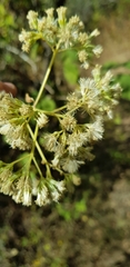 Digitacalia jatrophoides