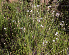Allium rhizomatum