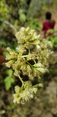 Digitacalia jatrophoides