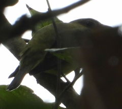 Piranga olivacea