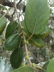Ficus pertusa
