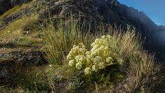 Aciphylla similis