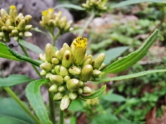 Schistocarpha eupatorioides