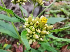 Schistocarpha eupatorioides
