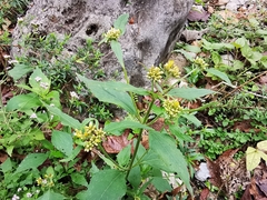 Schistocarpha eupatorioides