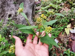 Schistocarpha eupatorioides