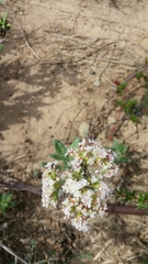 Parancistrocerus declivatus