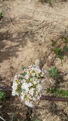 Parancistrocerus declivatus