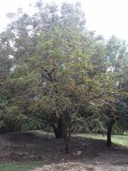 Juglans mollis