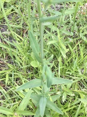 Hypericum brasiliense