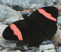 Adelpha lycorias