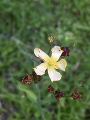 Hypericum brasiliense