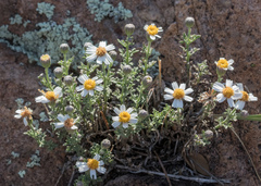 Perityle coronopifolia