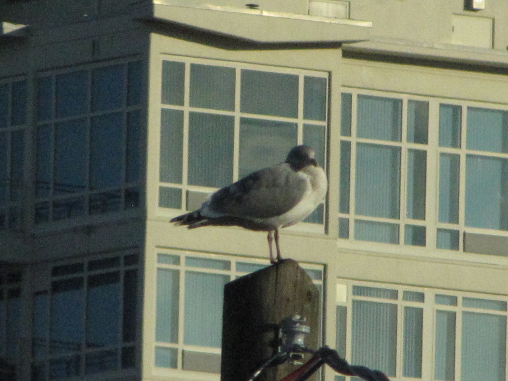 Large Whiteheaded Gulls from Nanaimo, BC, Canada on December 05, 2020