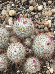 Mammillaria bombycina