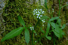 Cardamine umbellata