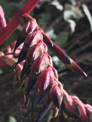 Tillandsia secunda