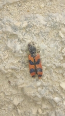 Trichodes umbellatarum