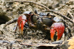 Neosarmatium trispinosum