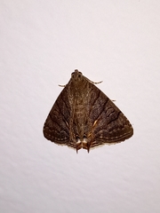 Dyomyx fumata