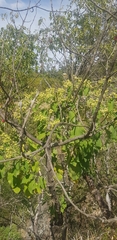 Lippia substrigosa