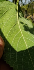 Lippia substrigosa