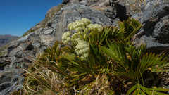 Aciphylla similis