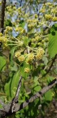 Lippia substrigosa