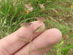 Bouteloua chondrosioides