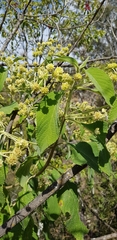 Lippia substrigosa
