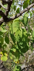 Lippia substrigosa