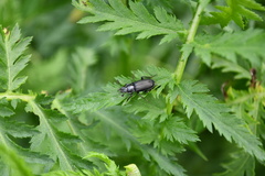 Platycerus depressus